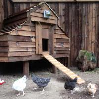 MHW Design bespoke chicken coop