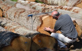 tom measuing and analysing a parcel of english oak butts hea has sourced for sawing
